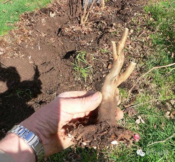 图解 三角枫盆景素材怎么培育的方法