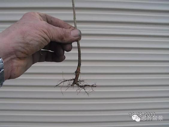 图解 三角枫盆景素材怎么培育的方法