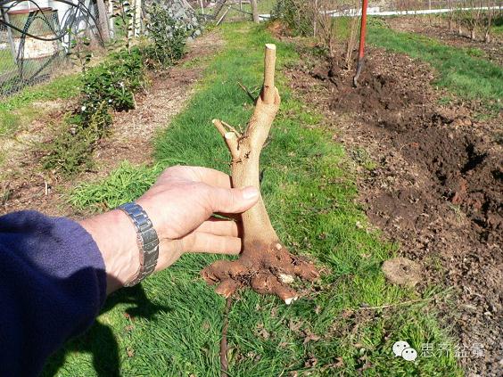 图解 三角枫盆景素材怎么培育的方法