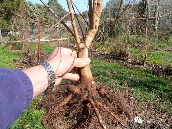 图解 三角枫盆景素材怎么培育的方法