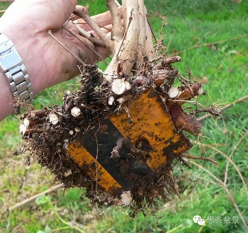 图解 三角枫盆景素材怎么培育的方法