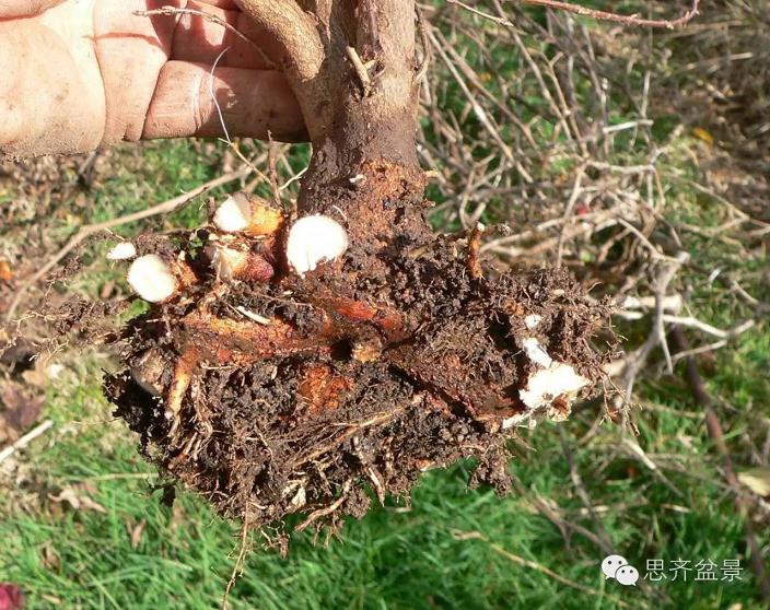 图解 三角枫盆景素材怎么培育的方法