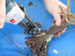 图解 三角枫下山桩怎么靠接的方法