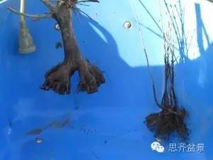 图解 三角枫下山桩怎么靠接的方法