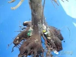 图解 三角枫下山桩怎么靠接的方法