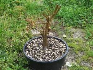 图解 三角枫下山桩怎么靠接的方法