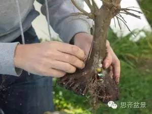 图解 三角枫下山桩怎么靠接的方法