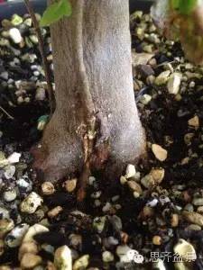 图解 三角枫下山桩怎么靠接的方法