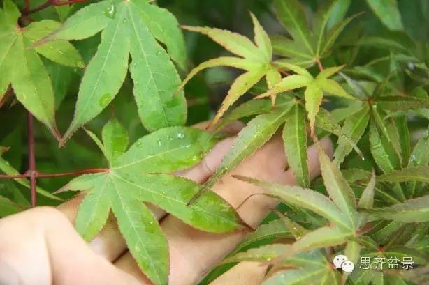 图解 盆景怎么靠接补枝的方法 17幅