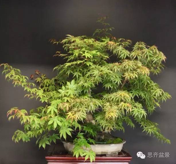 盆景技艺之---靠接补枝