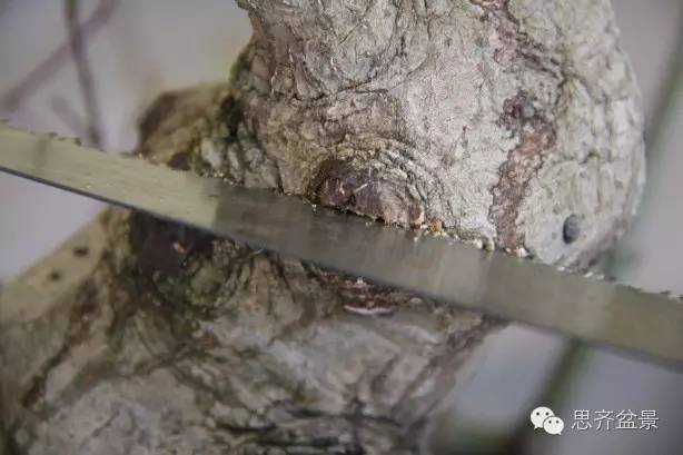 图解 盆景怎么靠接补枝的方法 17幅