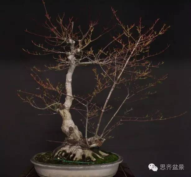 图解 盆景怎么靠接补枝的方法 17幅