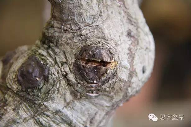 图解 盆景怎么靠接补枝的方法 17幅