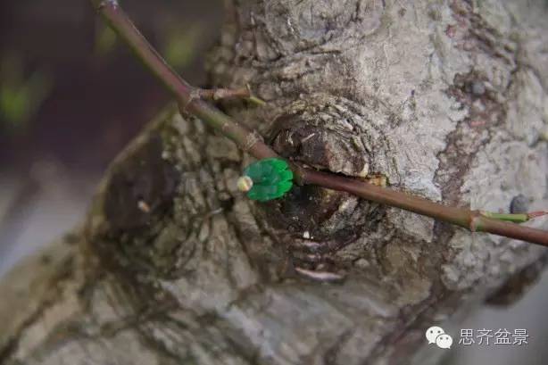 图解 盆景怎么靠接补枝的方法 17幅