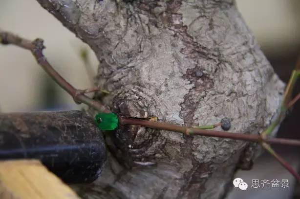 图解 盆景怎么靠接补枝的方法 17幅