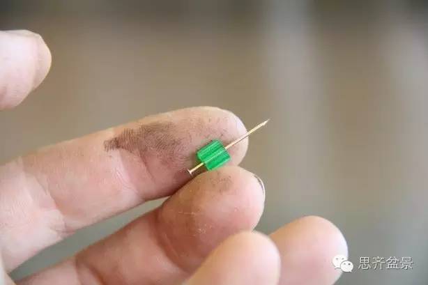 图解 盆景怎么靠接补枝的方法 17幅