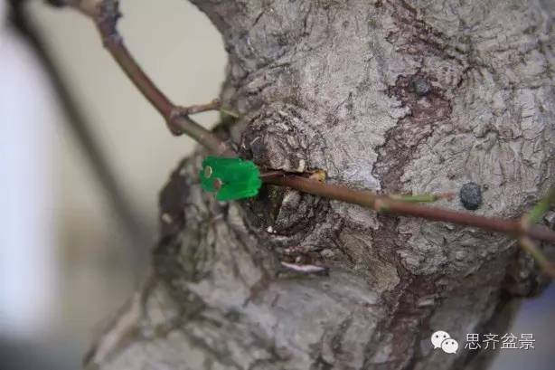 图解 盆景怎么靠接补枝的方法 17幅