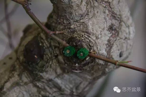 图解 盆景怎么靠接补枝的方法 17幅