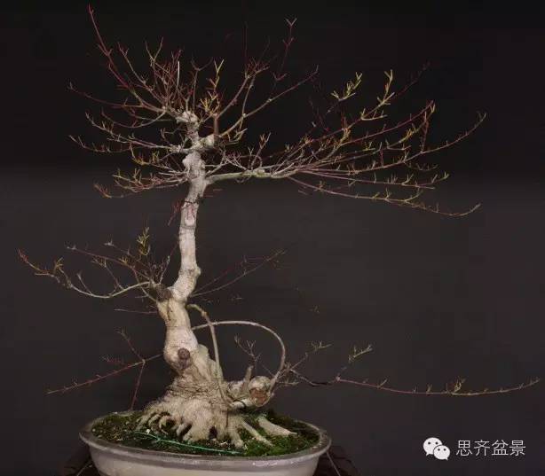 图解 盆景怎么靠接补枝的方法 17幅