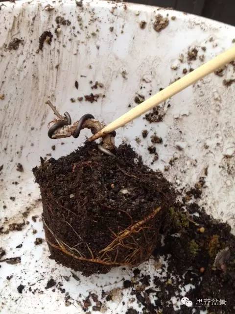 如何制作微型盆景?