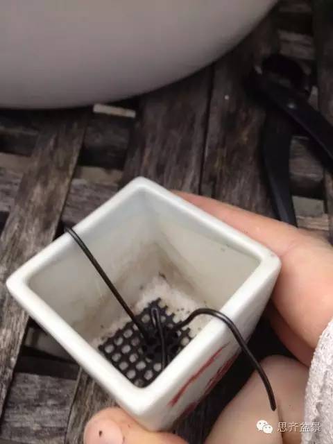 图解 如何制作微型榆树盆景的方法