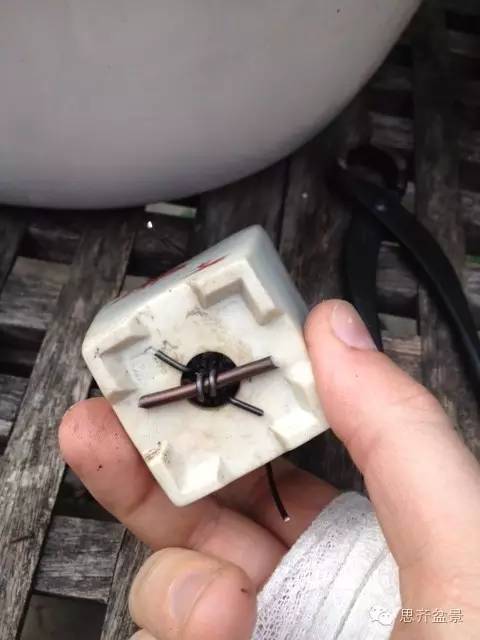 图解 如何制作微型榆树盆景的方法