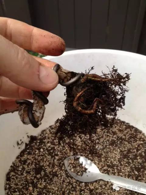 图解 如何制作微型榆树盆景的方法