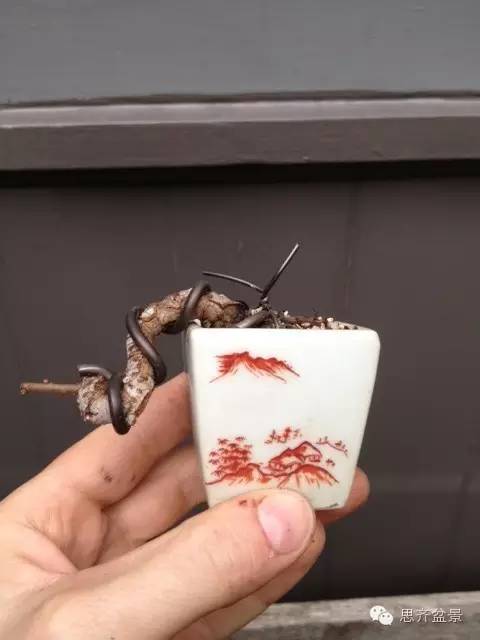 图解 如何制作微型榆树盆景的方法