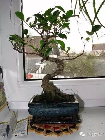 榕树盆景高空压条制作