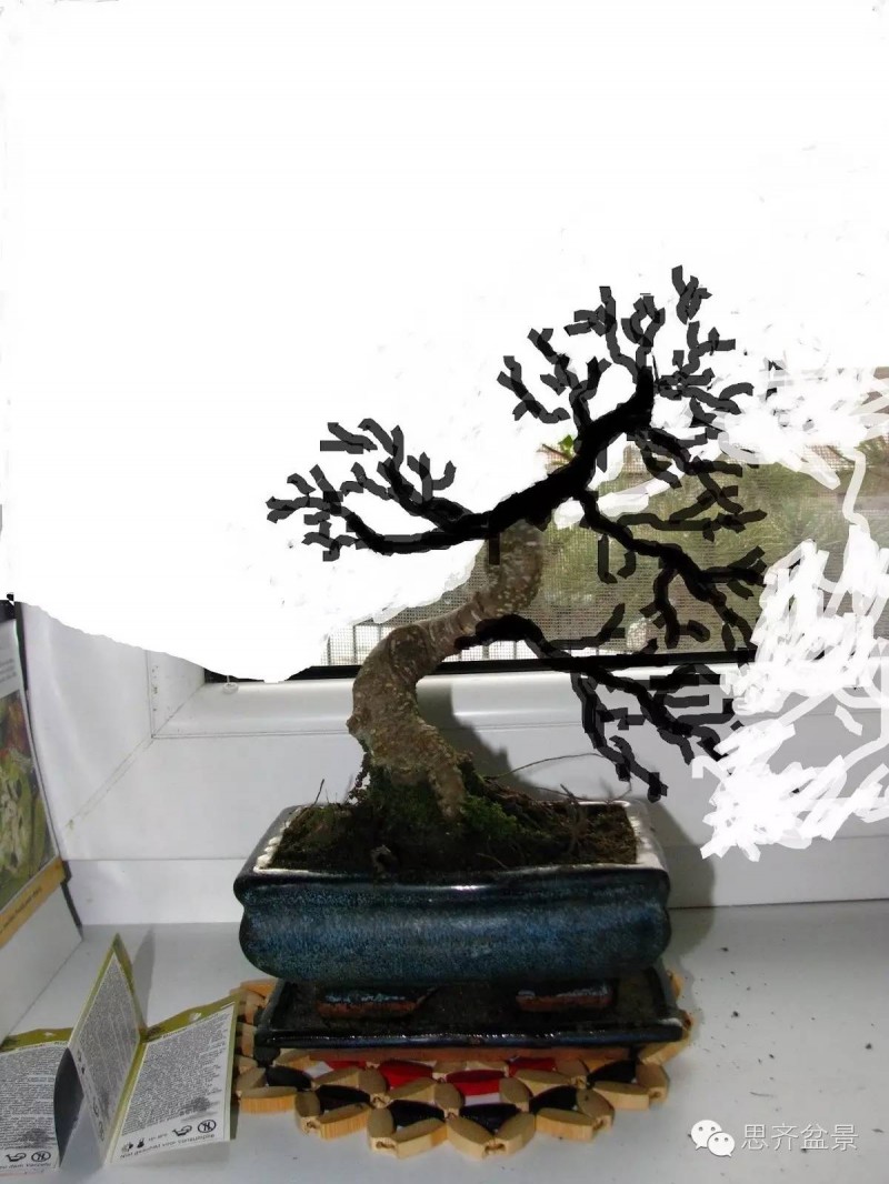 图解 榕树盆景怎么高空压条制作