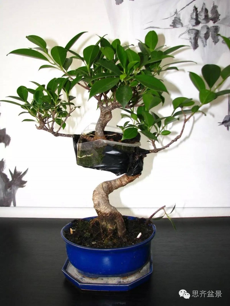 图解 榕树盆景怎么高空压条制作