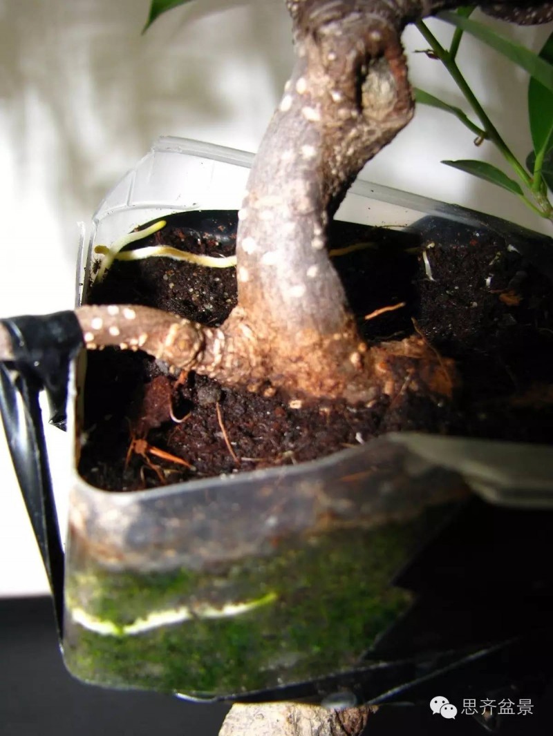 图解 榕树盆景怎么高空压条制作