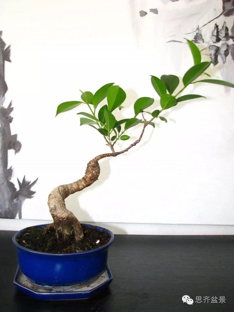 图解 榕树盆景怎么高空压条制作