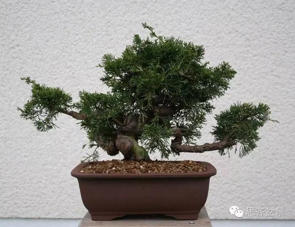 盆景学堂|刺柏盆景的5年培育