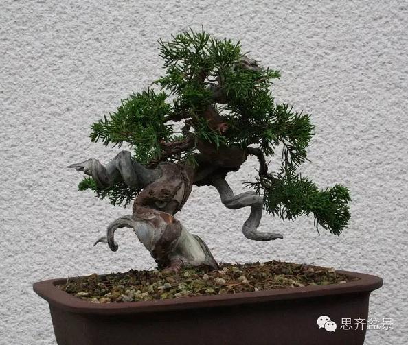 盆景学堂|刺柏盆景的5年培育