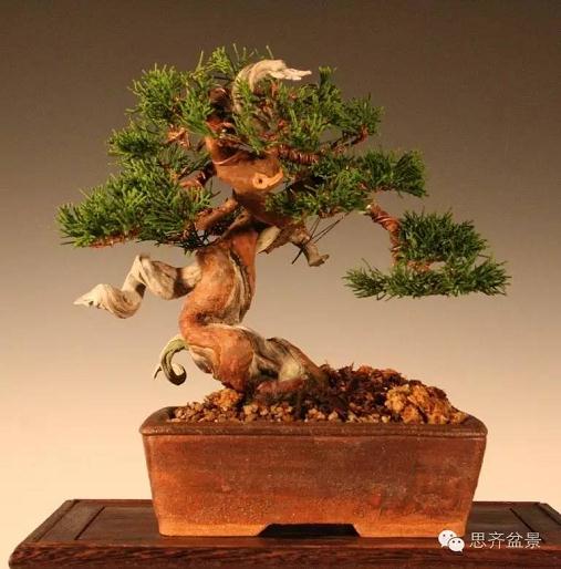 盆景学堂|刺柏盆景的5年培育