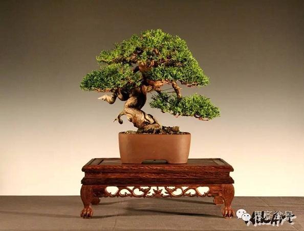 盆景学堂|刺柏盆景的5年培育