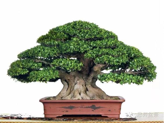 盆景技艺之---高空压条(捆扎法)