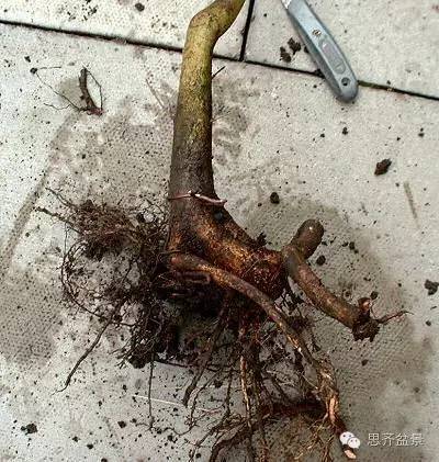 盆景技艺之高空压条