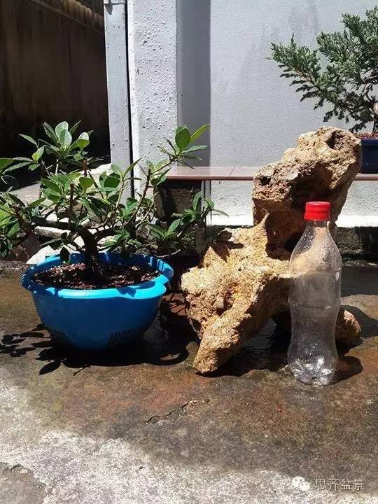 附石盆景的制作过程图解