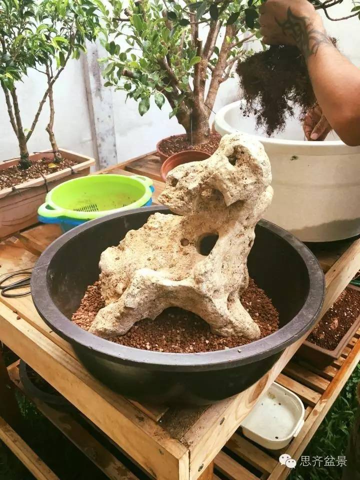 附石盆景怎么制作的过程