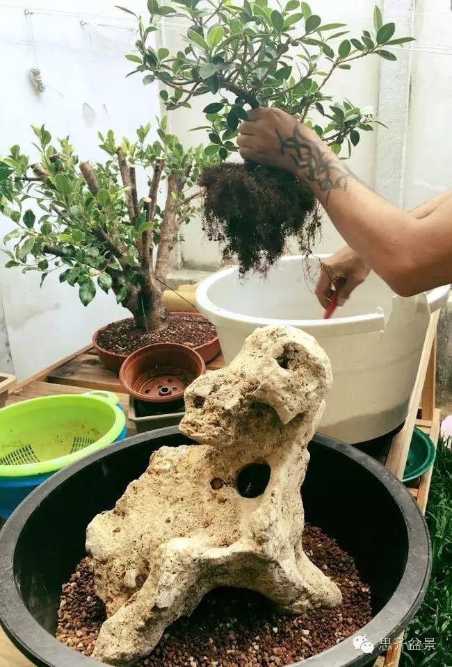 附石盆景怎么制作的过程