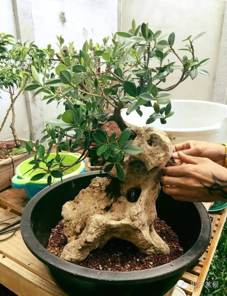 附石盆景怎么制作的过程