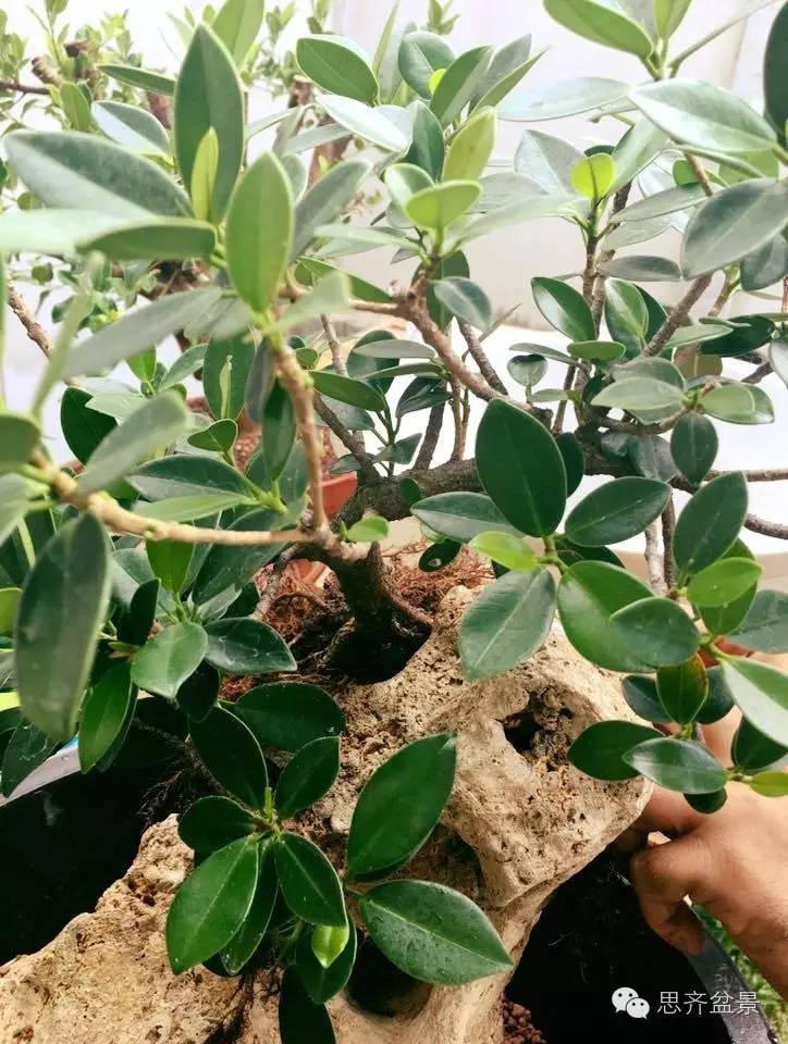 附石盆景怎么制作的过程