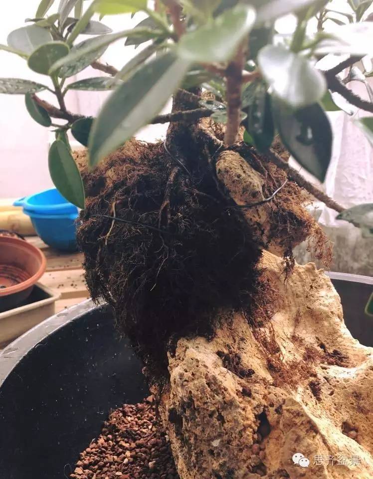 附石盆景怎么制作的过程