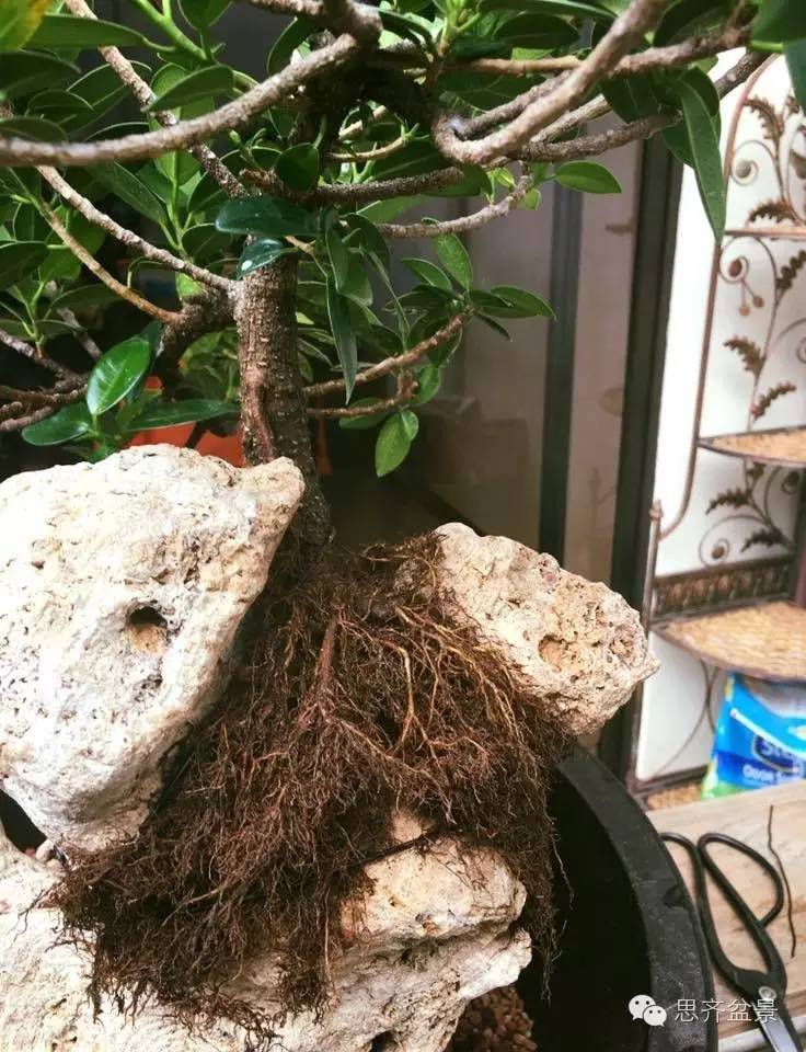 附石盆景怎么制作的过程