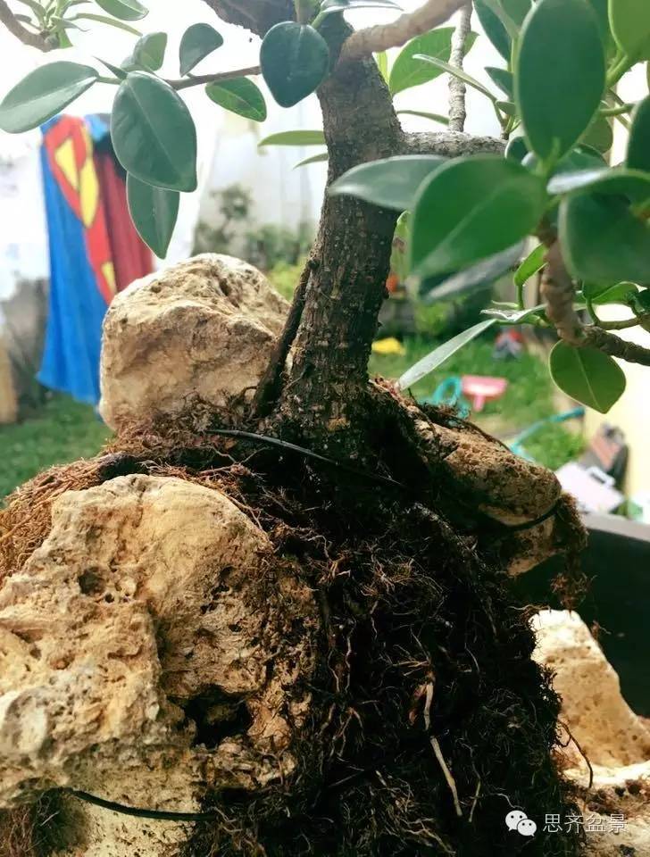 附石盆景怎么制作的过程