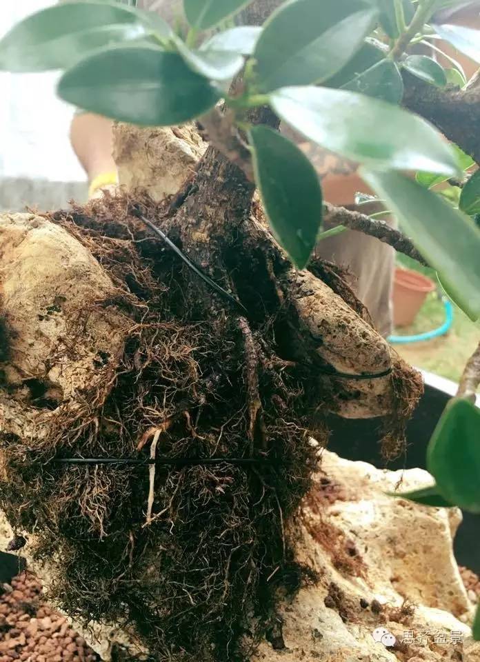 附石盆景怎么制作的过程