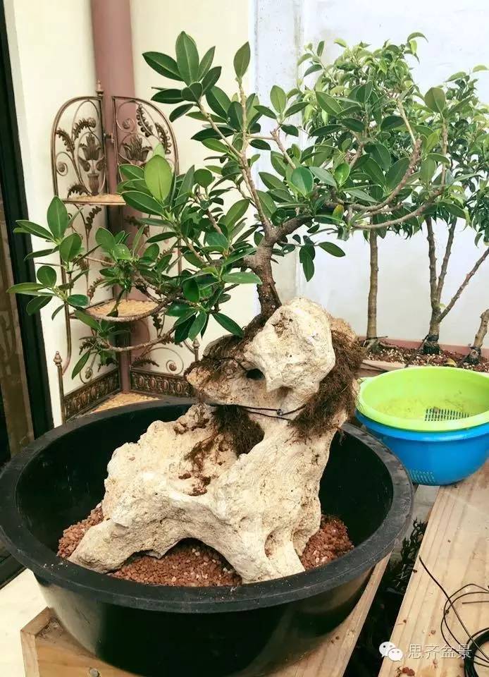 附石盆景怎么制作的过程