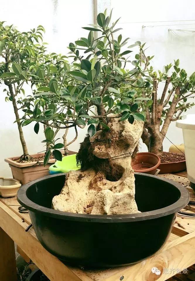 附石盆景怎么制作的过程